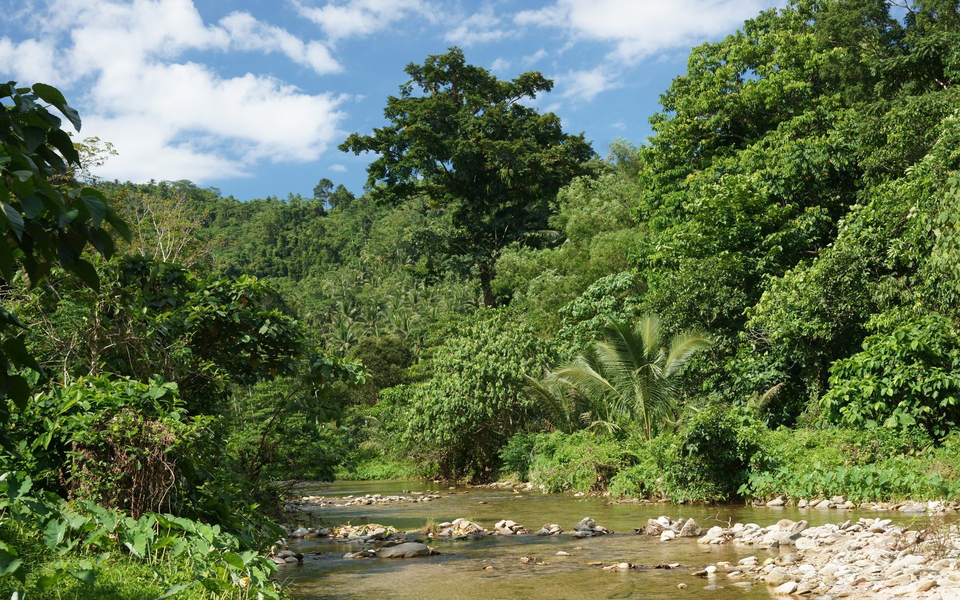 Jungle Serenity Above at Leafcrest Grand